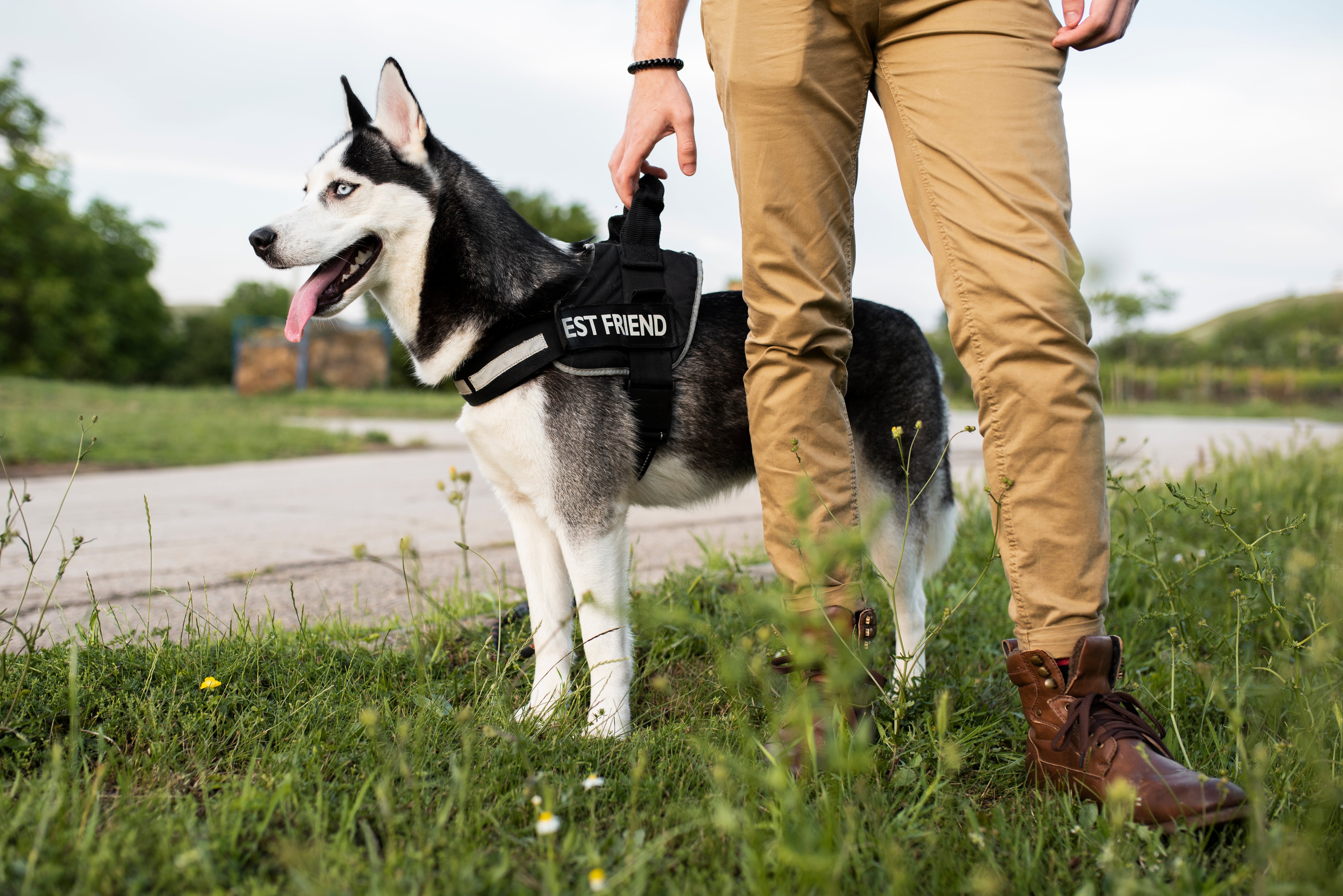 5 Pawsome Reasons Your Dog Needs a Harness